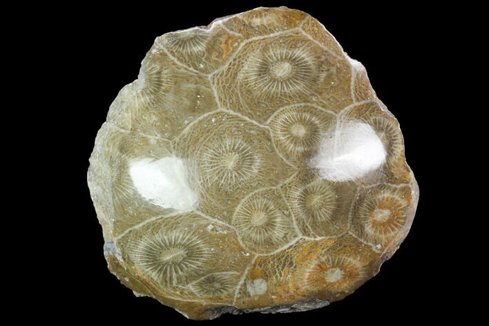 Polished Fossil Coral (Actinocyathus) - Morocco #100670